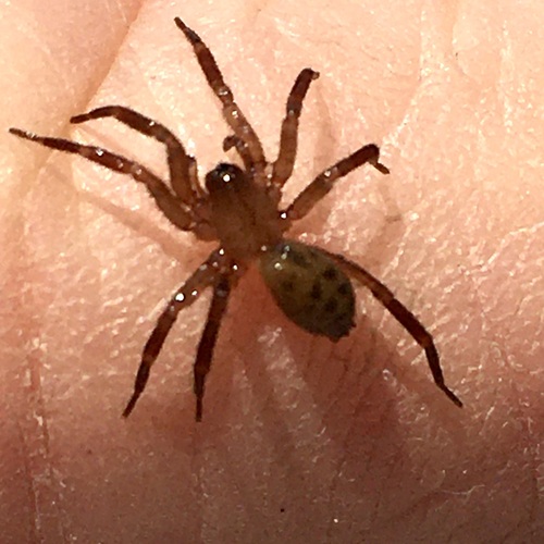 Cicurina brevis photo 3
