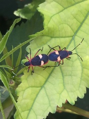 Dysdercus albofasciatus