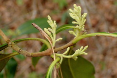 Cartrema americana