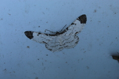 Image of Epimecis anonaria