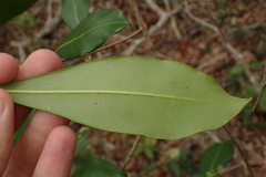 Cartrema americana