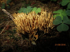 Phaeoclavulina eumorpha