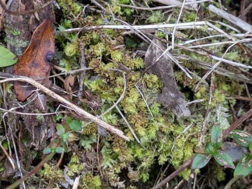 Distichophyllum observed 2026-02-27
