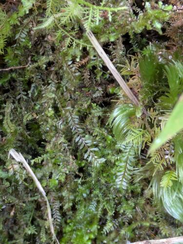 Chiastocaulon combinatum observed 2026-02-27