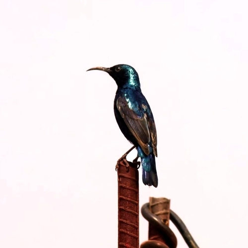Purple Sunbird