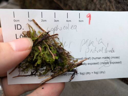 Cryptolophocolea ciliolata observed 2026-02-27