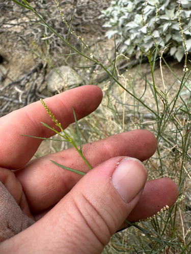 Narrow-leaved Stillingia (Stillingia linearifolia)