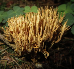 Phaeoclavulina eumorpha