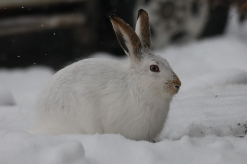 White-tailed Jackrabbit observed by ericg1025