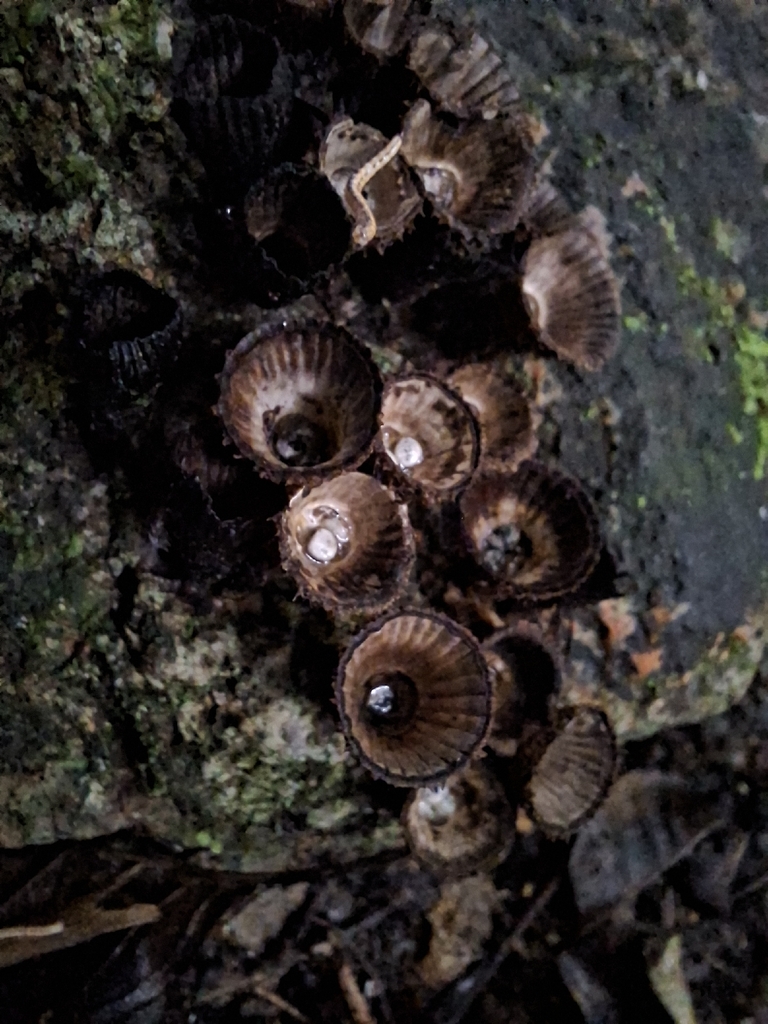 Cyathus striatus · February 2026 · photo: © phil96 (iNaturalist, cc0)