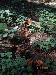 Phaeoclavulina eumorpha