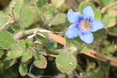Strobilanthes pavala