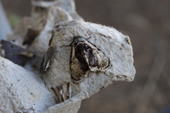 Lepidodes