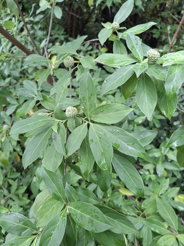 Bentham's Cornel (Cornus capitata)