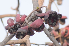 Sterculia foetida