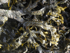 Fucus ceranoides