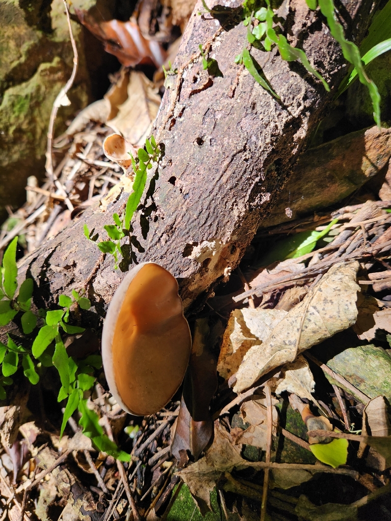 Auricularia cornea · February 2026 · photo: © fvaux (iNaturalist, cc0)
