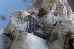Rejectaria cocytalis