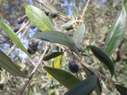 Avistamiento Olivo (Picual)