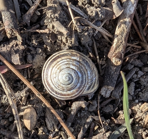 Cepaea nemoralis