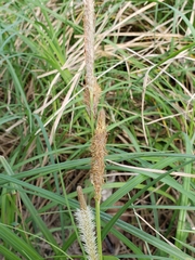 Carex emoryi