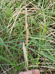 Carex emoryi