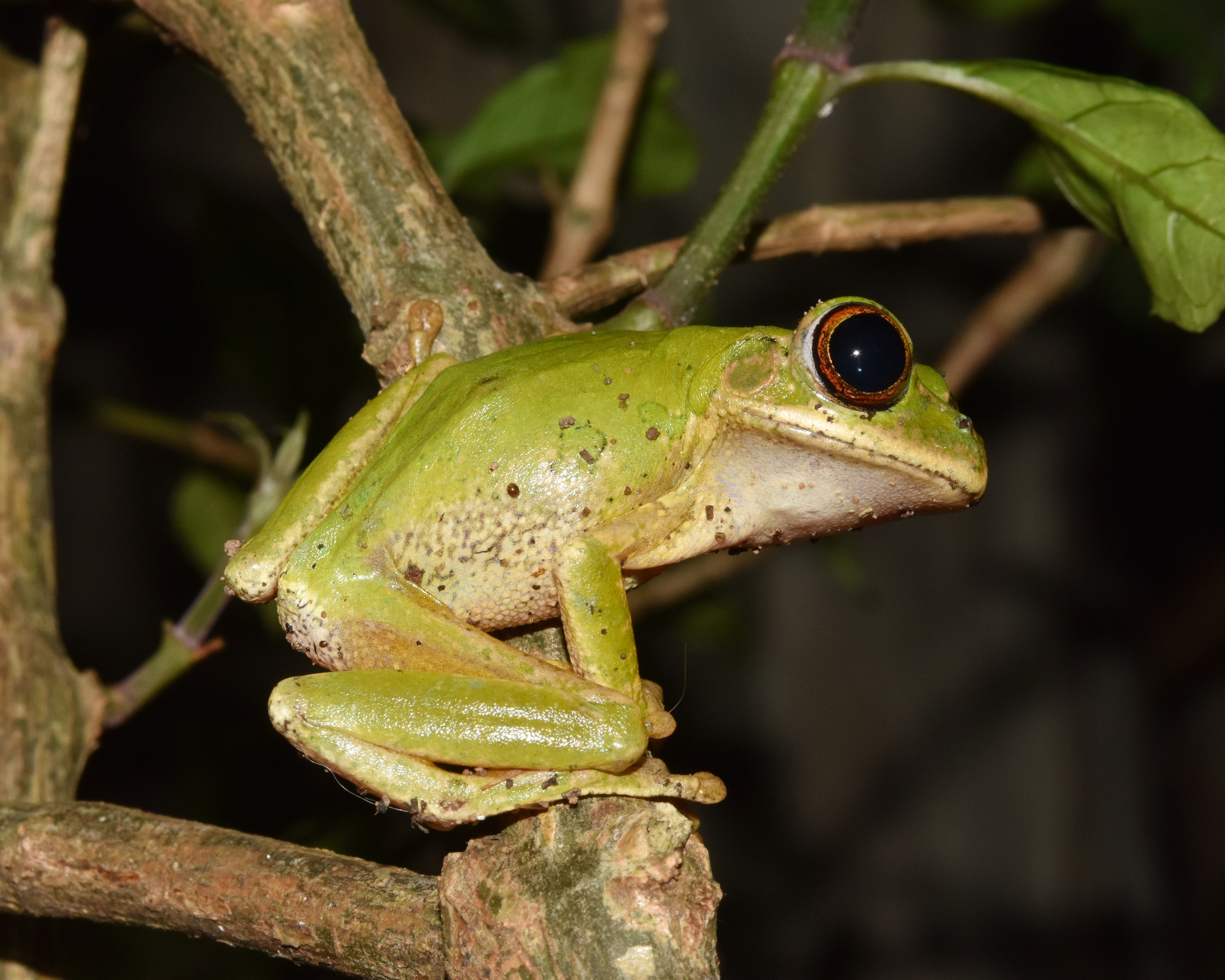 Leptopelis natalensis (Smith, 1849)
