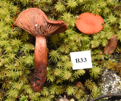Lactarius umerensis