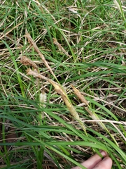 Carex emoryi