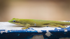 Zanzibar Day Gecko photo 3