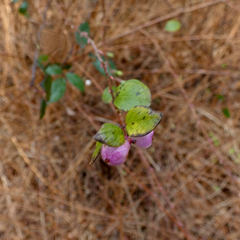 Symphoricarpos × chenaultii