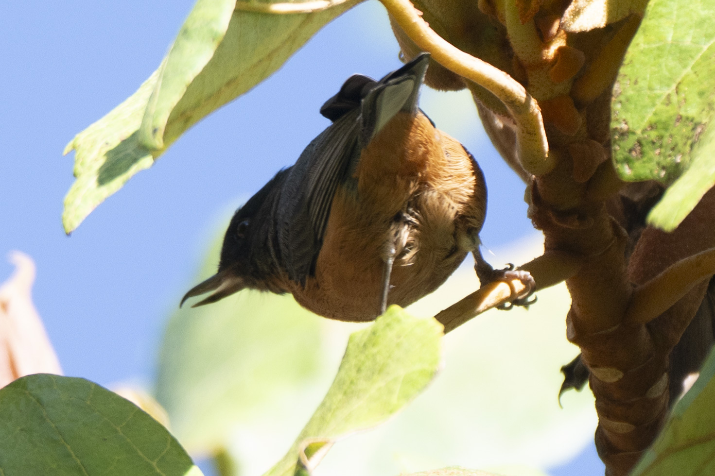 Cinnamon-bellied Flowerpiercer (Diglossa baritula), photo 2