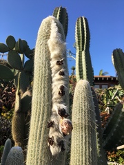 Espostoa