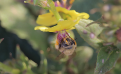 Anthophora paranensis