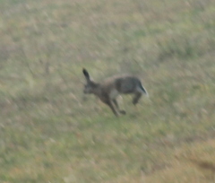 Lepus europaeus