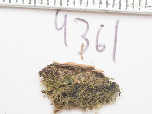 Cheilolejeunea observed 2026-02-28