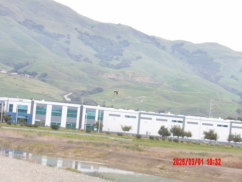 Double-crested Cormorant