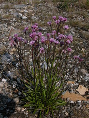 Erigeron silenifolius