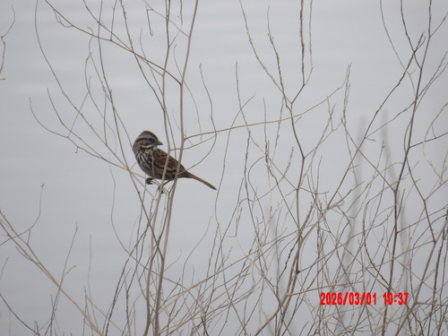 Song Sparrow