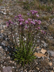 Erigeron silenifolius