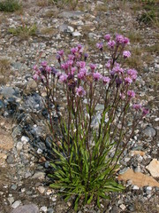 Erigeron silenifolius
