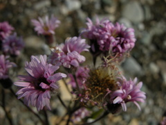 Erigeron silenifolius