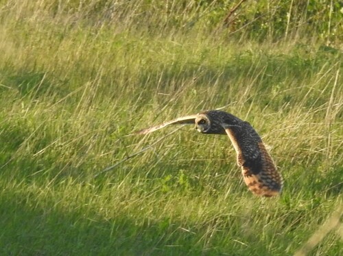 Short-eared Owl observed by pbeja65