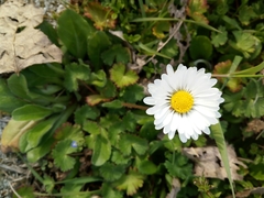 Bellis perennis