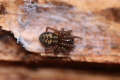 Callobius claustrarius