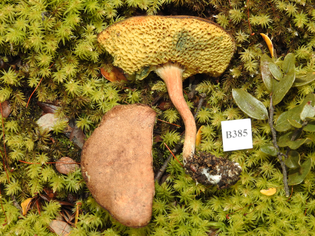 Xerocomus squamulosus