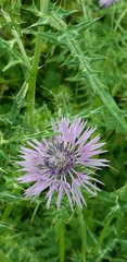 Galactites tomentosus