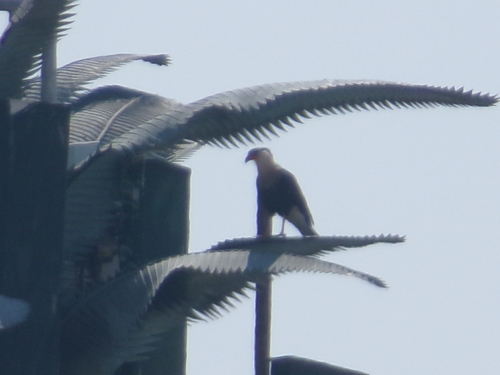 Crested Caracara observed by belgomex