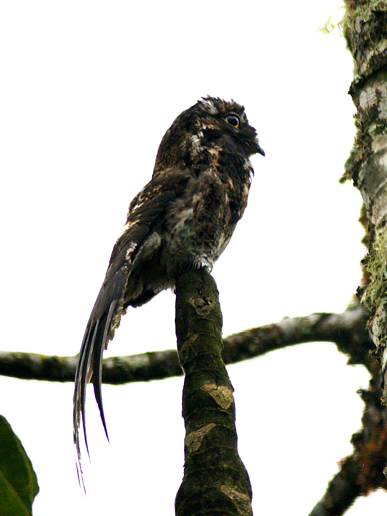 Andean Potoo (Nyctibius maculosus) photo