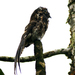Nyctibius maculosus - Photo (c) David Cook Wildlife Photography,  זכויות יוצרים חלקיות (CC BY-NC)